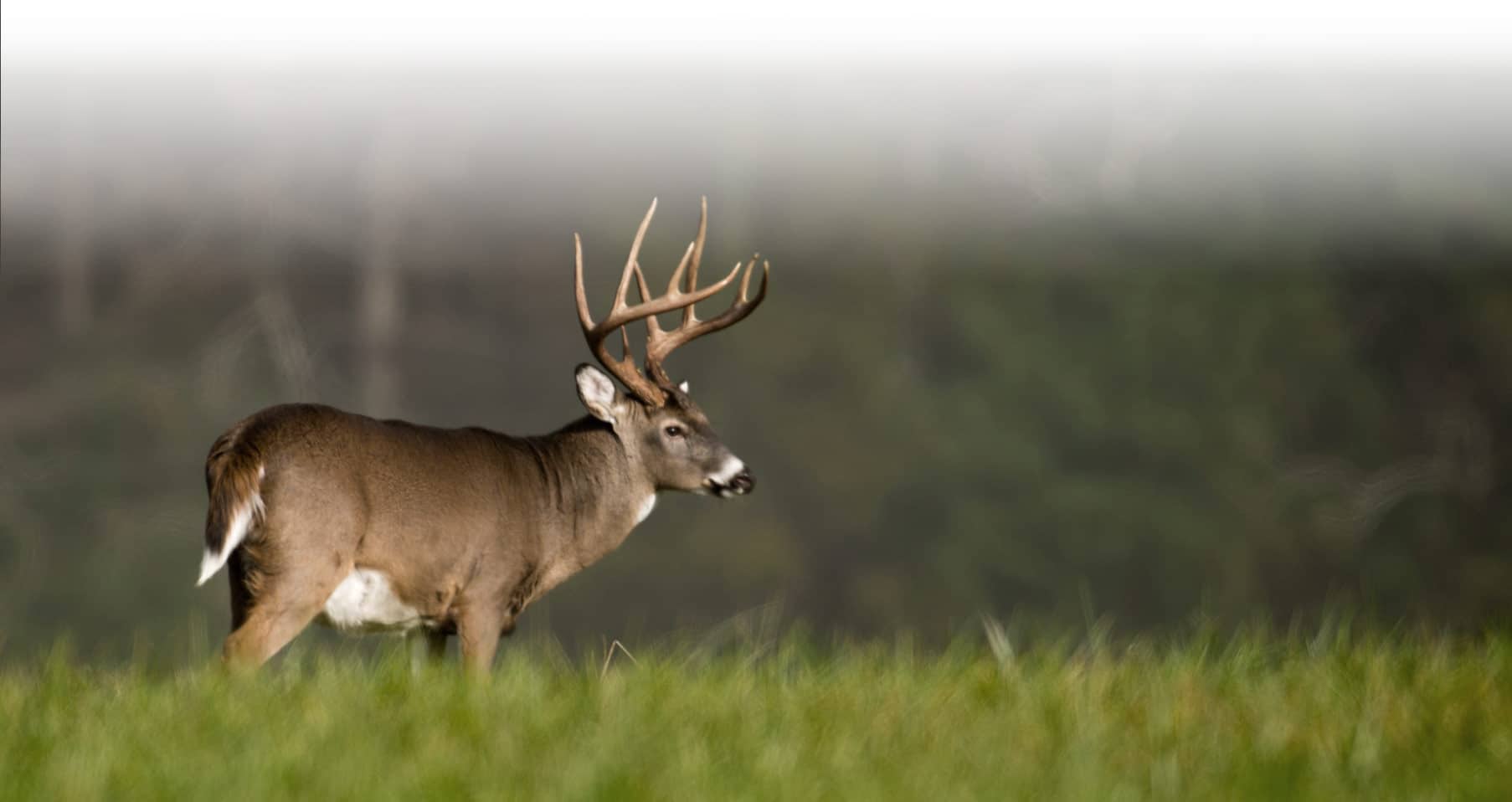 HOME Harrison's Outfitter Service Maryland Hunting & Fishing