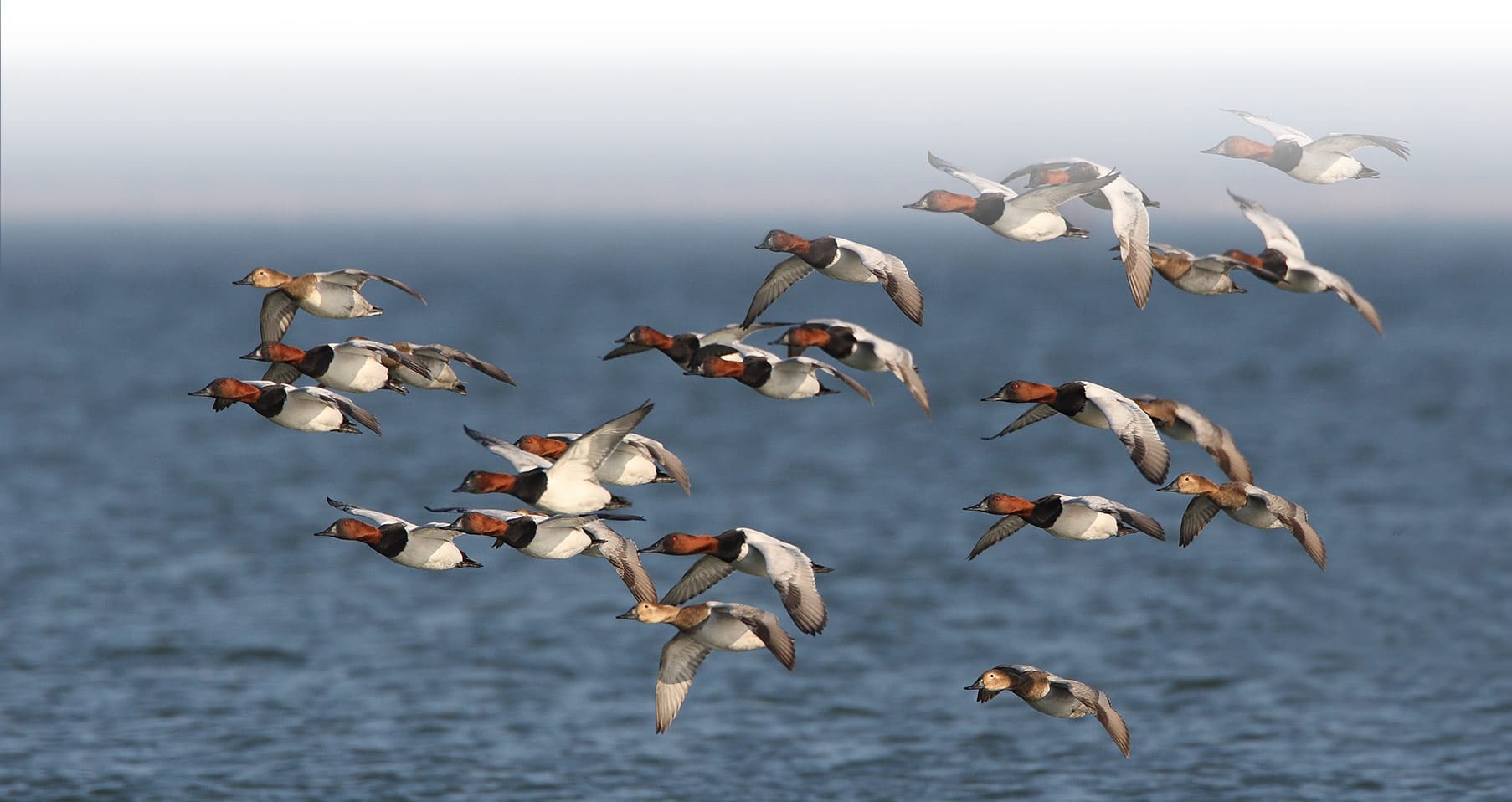 HOME Harrison's Outfitter Service Maryland Hunting & Fishing