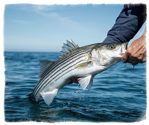 Shark spotted jumping out of the water in Cape Cod Bay to catch striped  bass on fishing line