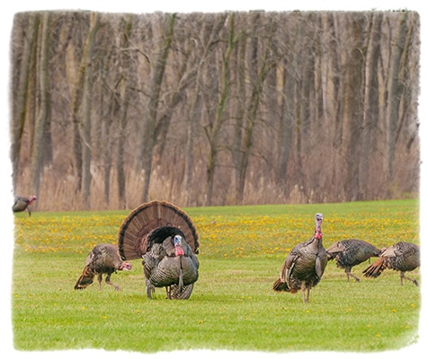 TURKEY HUNTING - Harrison's Outfitter Service - Maryland Hunting & Fishing